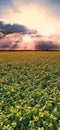 Drone vertical panorama view from above of a field, agriculture land. Sunflower and sun with clouds at sunset Royalty Free Stock Photo