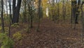 Drone video flying under the naked trees, moving slowly forward, in the Fall with a carpet of fallen leaves