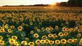 Drone video of sunflower field in a beautiful evening sunset.