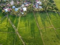 Drone view amazing green scenery at paddy field
