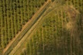 Drone view of apple orchard with dirt road during spring