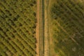 Drone view of apple orchard with dirt road during spring Royalty Free Stock Photo
