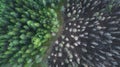 Drone view of a burnt forest. Dead trees after fire. Burnt pine forest and green forest