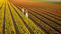 drone view of couple in flower field , tulip field during sunset, men and woman walking in tulip field in the Royalty Free Stock Photo