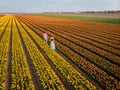 Drone view of couple in flower field , tulip field during sunset, men and woman walking in tulip field in the Royalty Free Stock Photo