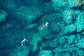 Drone view of a couple snorkeling in sea water Royalty Free Stock Photo