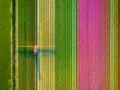 Drone view of a field of tulips. A drone view of a combine harvester in a field. Royalty Free Stock Photo