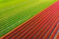 Drone view of a field of tulips. Landscape from the air in the Netherlands. Rows on the field. View from above.