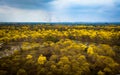 Drone view of Guayacan tree blossoming in Colimes, Ecuador Royalty Free Stock Photo