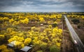 Drone view of Guayacan tree blossoming in Colimes, Ecuador Royalty Free Stock Photo