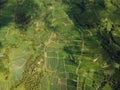 Drone view of Jatiluwih green rice Terraces in Ubud, Indonesia. Bali Landmark.