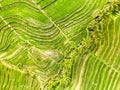 Drone view of Jatiluwih rice terraces and plantation in Bali, Indonesia, with palm trees and paths. Royalty Free Stock Photo