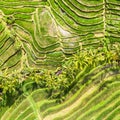 Drone view of Jatiluwih rice terraces and plantation in Bali, Indonesia, with palm trees and paths. Royalty Free Stock Photo