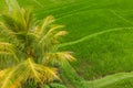 Drone view of Jatiluwih rice terraces and plantation in Bali, Indonesia, with palm trees and paths. Royalty Free Stock Photo