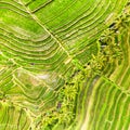 Drone view of Jatiluwih rice terraces and plantation in Bali, Indonesia, with palm trees and paths. Royalty Free Stock Photo