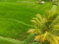 Drone view of Jatiluwih rice terraces and plantation in Bali, Indonesia, with palm trees and paths. Royalty Free Stock Photo