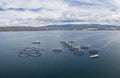 drone view of a large salmon fish farm in the Hobart region of Tasmania, Australia.