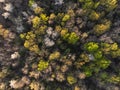 Drone view of a multicolour forest at sunset