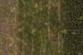 Drone view of old forest, replanted new forest and recently cut forest Royalty Free Stock Photo