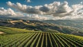 Drone view over hillside vineyards with patchy clouds casting shadows on rows Royalty Free Stock Photo