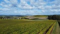 Drone view over a large wine producing vineyard farm in northern Tasmania with yellow autumn growth, Tasmania, Australia