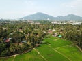 Drone view paddy field