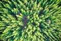 Drone view of pine forest forming patterns in nature Balingup, Western Australia