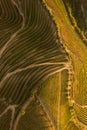 Rows of grape trees in field