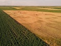 Drone view of round hay bales in field Royalty Free Stock Photo