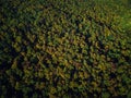 Drone view of stunning colorful autumn fall forest at sunset Royalty Free Stock Photo