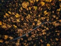 Drone view of stunning colorful autumn fall forest at sunset Royalty Free Stock Photo