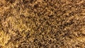 Drone view of wheet field at sunset Royalty Free Stock Photo