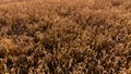 Drone view of wheet field at sunset