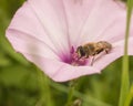 Drone Fly on Morning Saltmarsh Glory