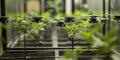 Drones, agriculture, AI, robotics: sustainable future farming-tech
