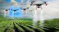 Drones spraying crops over a lush green field Royalty Free Stock Photo