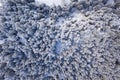 Drones view from above of snow-covered spruce trees