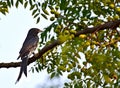 Drongo bird perches on tree with caterpillar kill Royalty Free Stock Photo