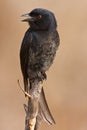 Drongo on pirtch Royalty Free Stock Photo