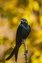 Black Drongo sitting on a twig Royalty Free Stock Photo