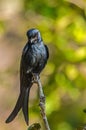 Black Drongo sitting on a twig Royalty Free Stock Photo