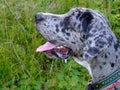 Drooling at a bone