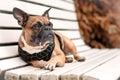Drooling Brown French Bulldog Dog Lying Down And Relaxing On A White Bench