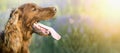 Drooling dog banner Royalty Free Stock Photo