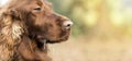 Drooling dog banner Royalty Free Stock Photo