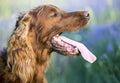 Drooling dog Royalty Free Stock Photo