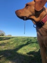 A drooling dog with saliva