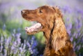 Drooling dog in summer Royalty Free Stock Photo