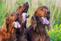 Drooling dogs panting in a hot summer Royalty Free Stock Photo