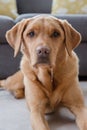 A drooling Labrador dog
